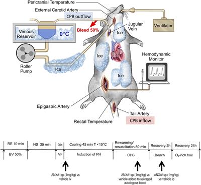 Annexin A1 Bioactive Peptide Promotes Resolution of Neuroinflammation in a Rat Model of Exsanguinating Cardiac Arrest Treated by Emergency Preservation and Resuscitation